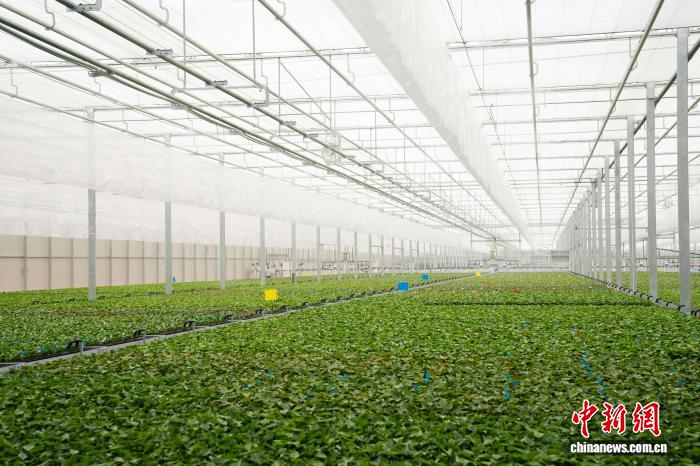 云南省花卉示范园区一高科技温室