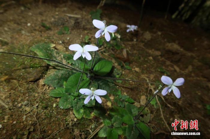 广西猫儿山保护区发现新物种越岭堇菜