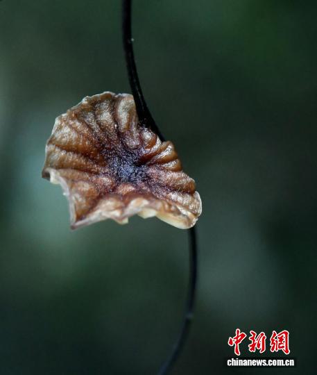“菌”事连连！福建天宝岩再添2个全球新物种
