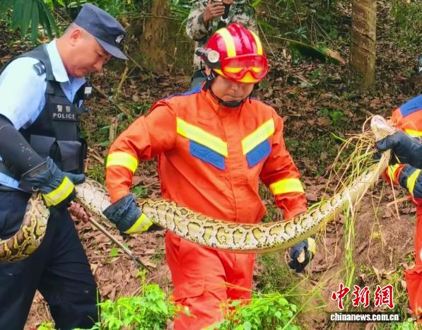云南普洱田地惊现4米长蟒蛇 警