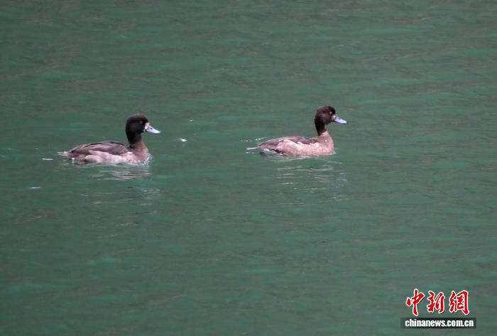 福建永安：碧波映珍禽 生态持续向好