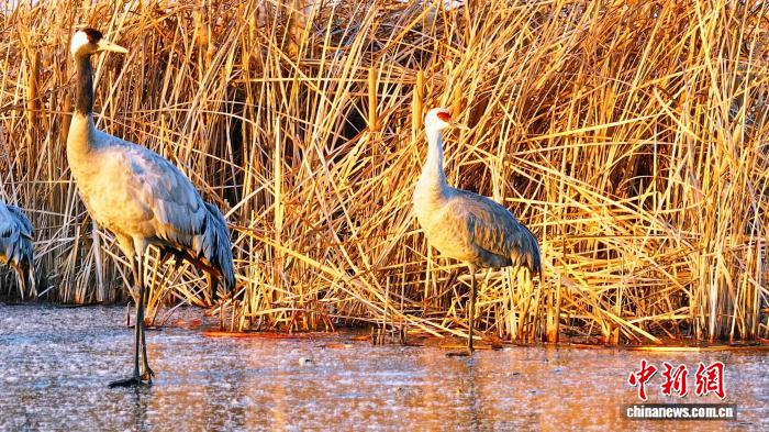 河北衡水湖首现中国罕见冬候鸟沙丘鹤