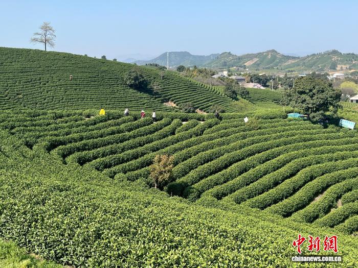 （乡村行·看振兴）一杯春茶品“