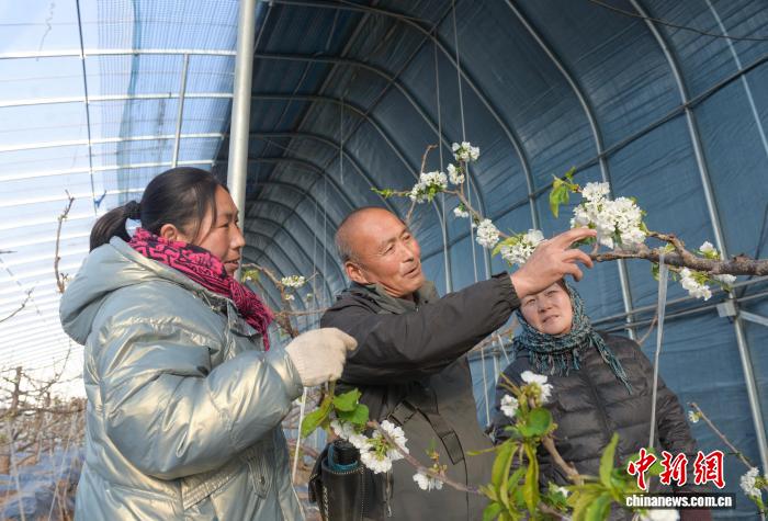 （乡村行·看振兴）山西上党智慧大棚“春意浓” 冬闲农忙助增收