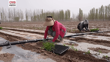 新疆拜城：“辣”味十足！7万亩辣椒移栽正当时