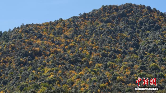 大理苍山完成“大体检” 聚集云南近24%高等植物