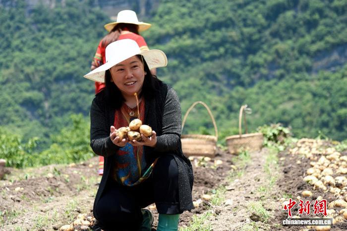 （全国两会）沈艳芬：让马铃薯带着泥土芬芳，从山里走向世界