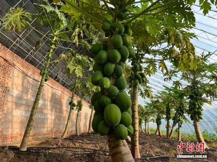 （走进中国乡村）科技赋能 北方盐碱地变身“热带果园”