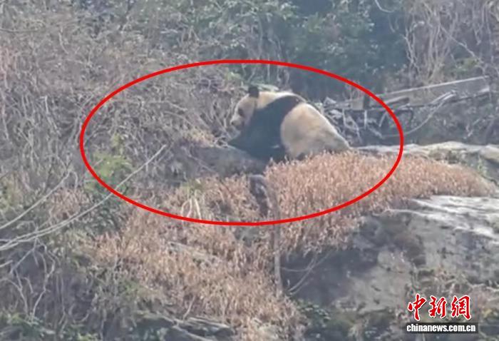四川天全：游客在喇叭河景区偶遇野生大熊猫爬山