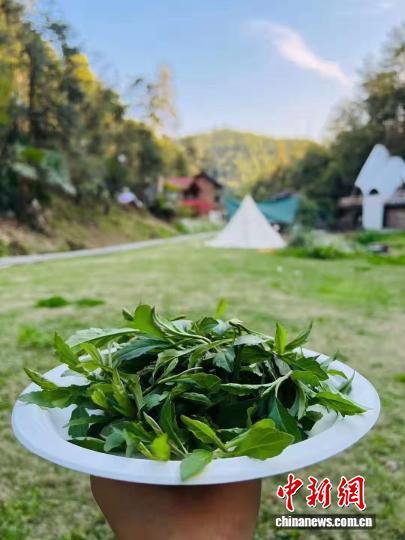 野菜“挖”出新商机 春日“打野