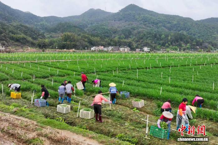 （乡村行·看振兴）广东半埔畲族村：韭菜成乡村振兴“绿色引擎”