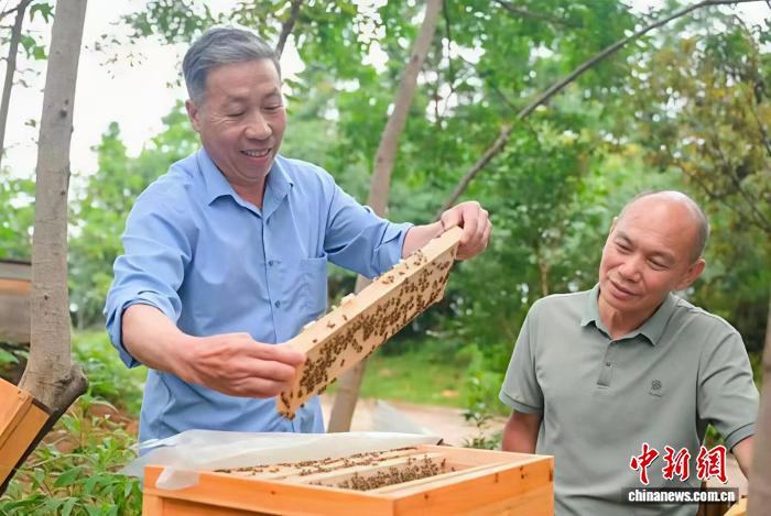 （乡村行·看振兴）“蜂”舞山乡 江西赣县酿就乡村振兴“甜蜜路