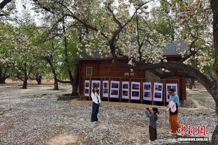 西北赏花经济升温：从一季风光到全域产业
