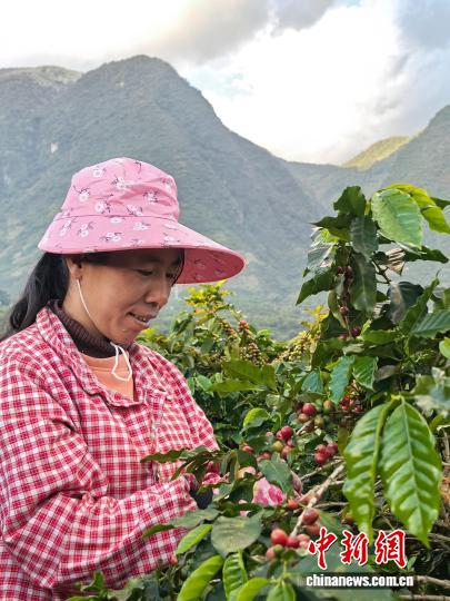 云南咖农的四十年