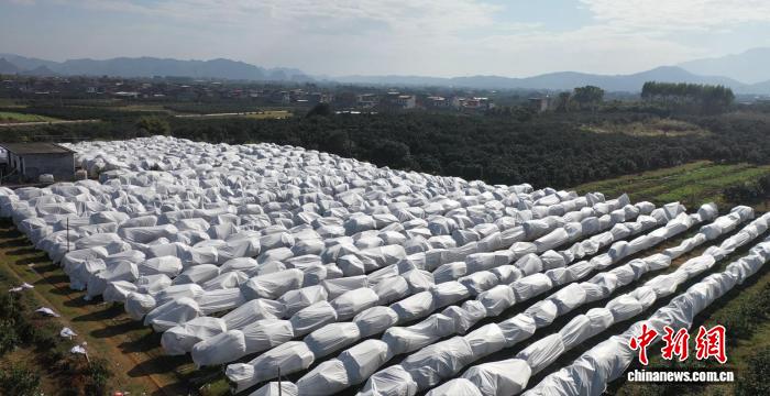 湖南江永农技人员为作物防寒防冻