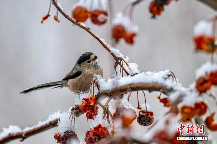 宁夏珍稀野生动物频现 人与自然和谐图景渐浓