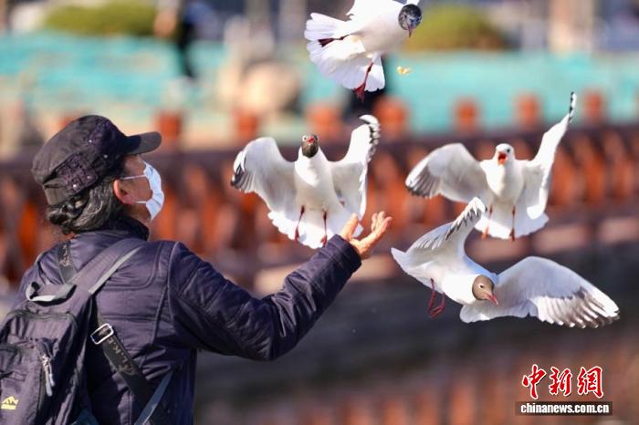 银川迎黑鹳成群到访 生态改善引候鸟栖居