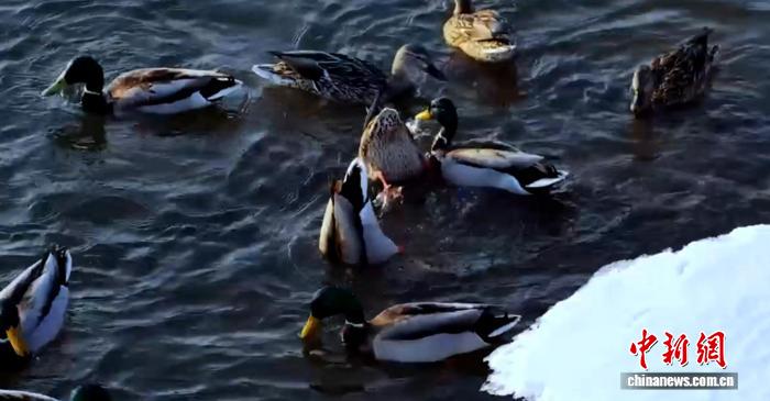 黑龙江东宁：首批水鸭踏春而来 比往年早近20天