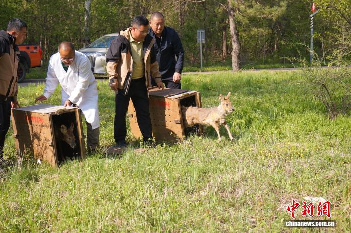 吉林放归两只獐 北斗护航追踪生存状态