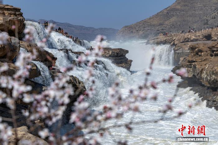 陕西黄河壶口瀑布迎来“桃花汛”