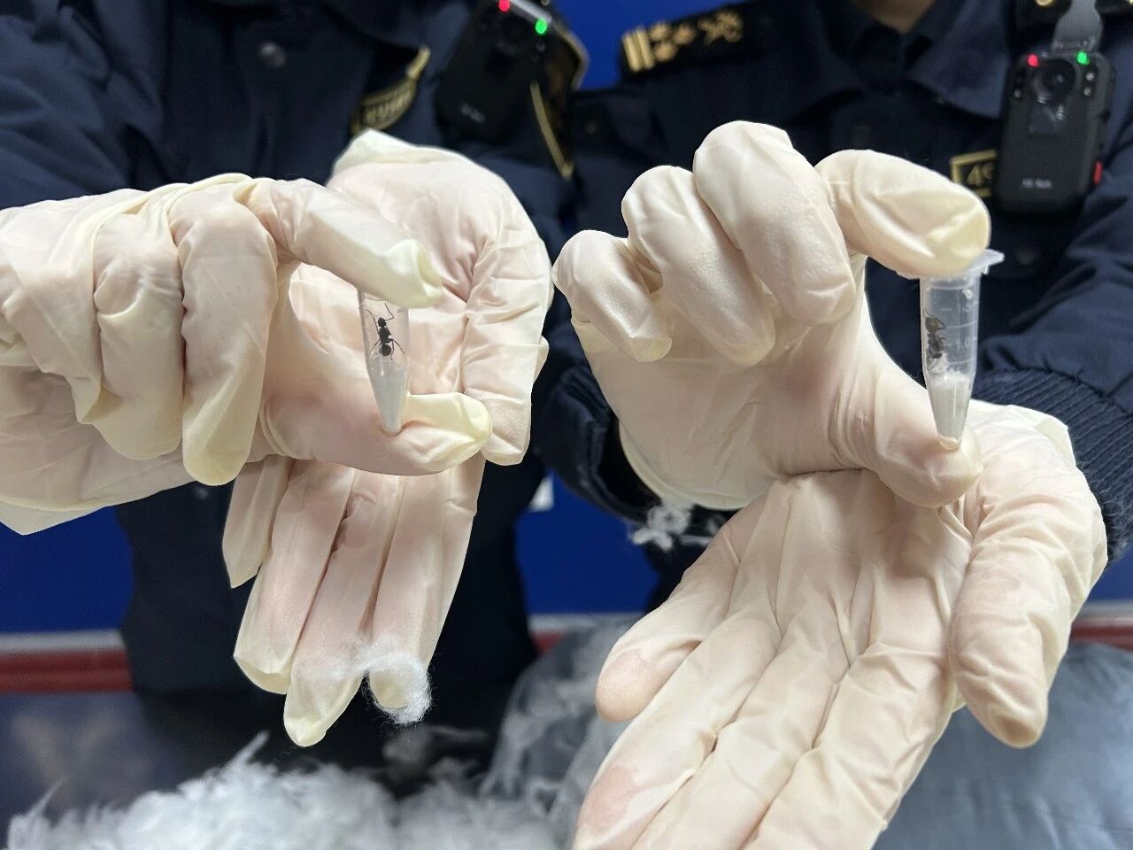 长沙邮局海关在进境邮件中查获活