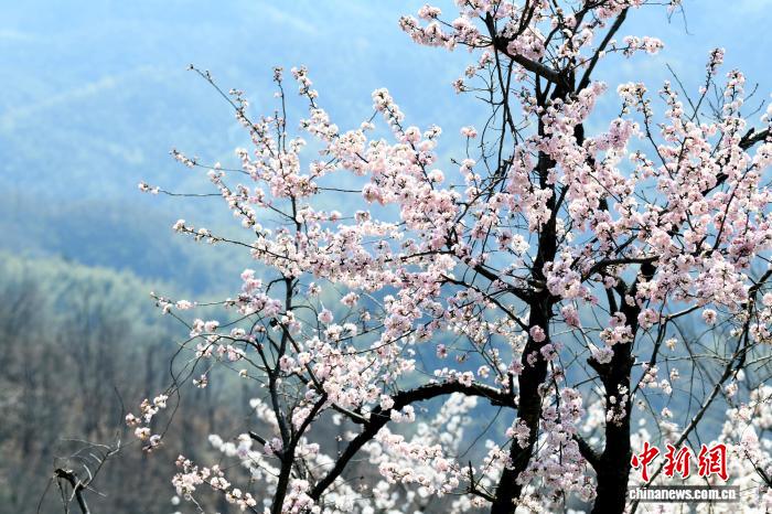 湖北咸宁30万亩原生野樱花迎春盛放