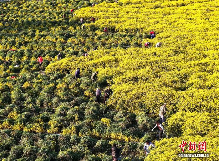 江苏盱眙“冬闲变冬忙” 农民增收路径拓宽