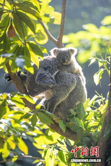 广州长隆野生动物世界年内喜添四只考拉宝宝