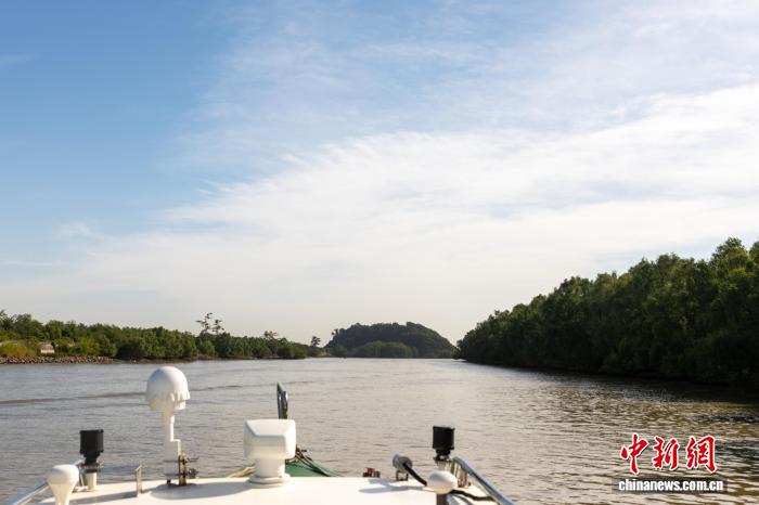 广东中山“海警+检察”一体化办案筑牢红树林保护屏障