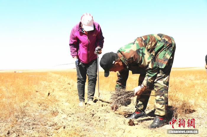 春到沙地：内蒙古治沙一线见闻