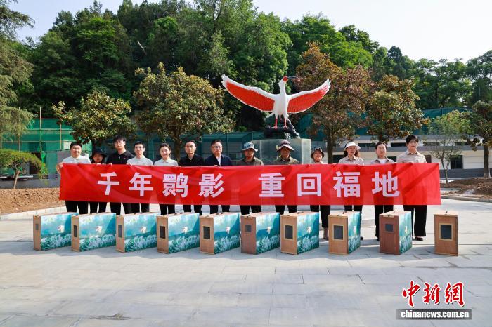 时隔多年朱鹮重返福建：10只“