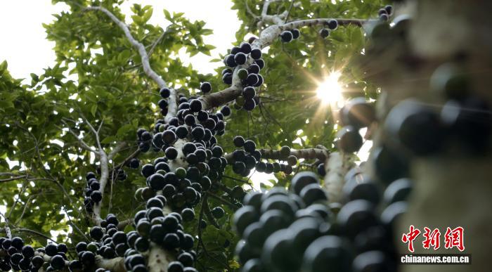 （乡村行·看振兴）福建永定：树