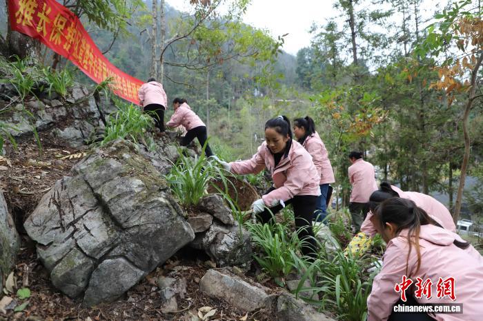 广西保护区4万余株西藏虎头兰种苗归山