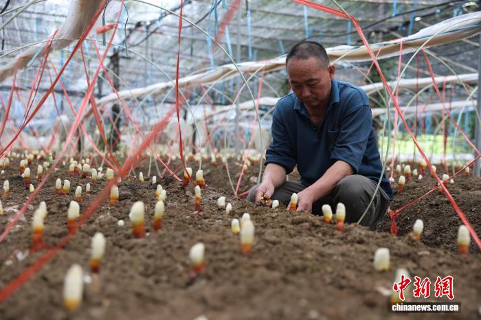 （走进中国乡村）皖南深山育好物 灵芝俏销海内外