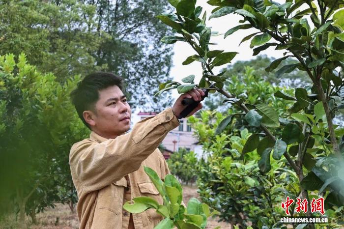 （乡村行·看振兴）广东金溪村：西施蜜柚迎丰收 鼓起村民“钱袋
