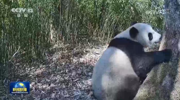 泥巴山上架起“熊猫廊道”