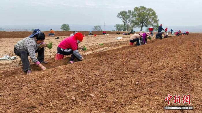 （乡村行·看振兴）山西屯留：“