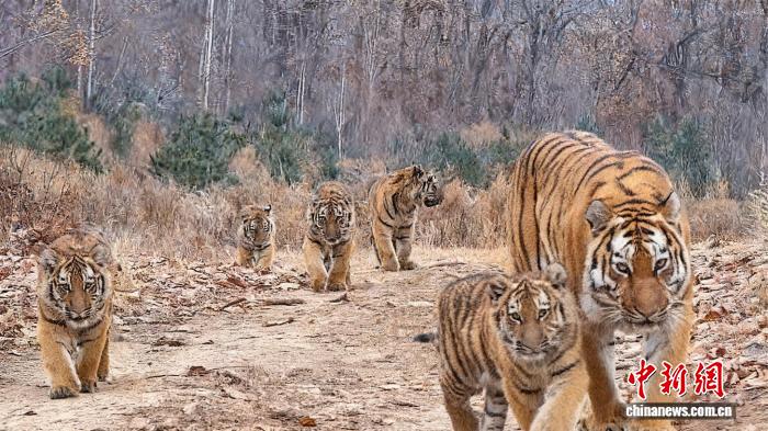 中国首次记录到“六虎同框” 一胎产五崽世界罕见