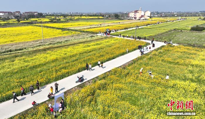 （乡村行·看振兴）江西樟树千亩油菜花开 农文旅融合助增收