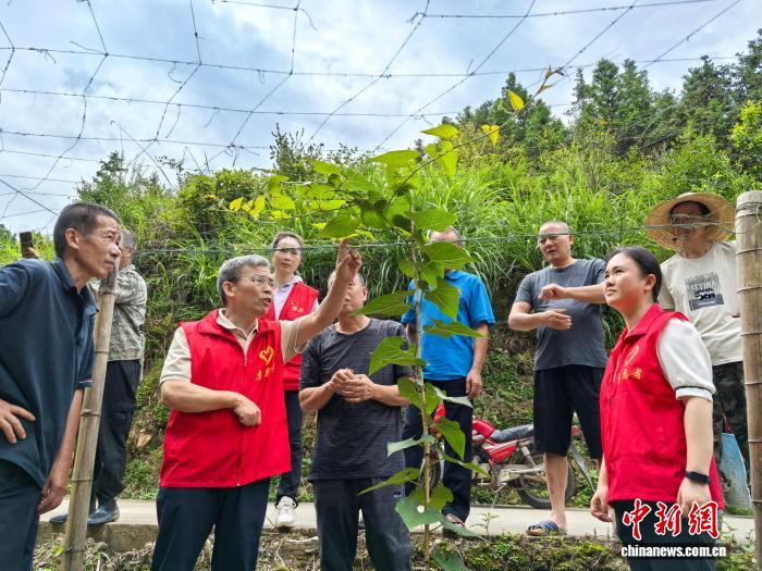 三十六年躬耕壮乡的田间“土专家”：一枚罗汉果一份乡土情