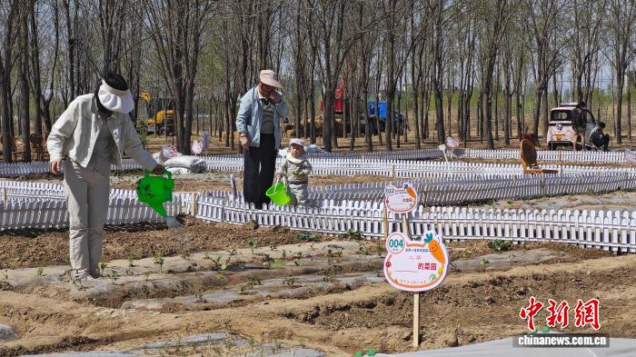 宁夏银川“共享菜园”走红 都市人赴城郊体验农耕生活