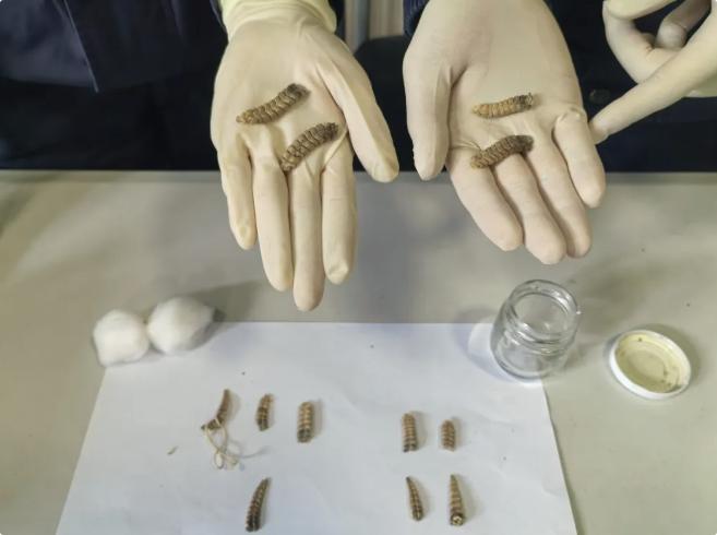 青岛大港海关查获响尾蛇尾部标本