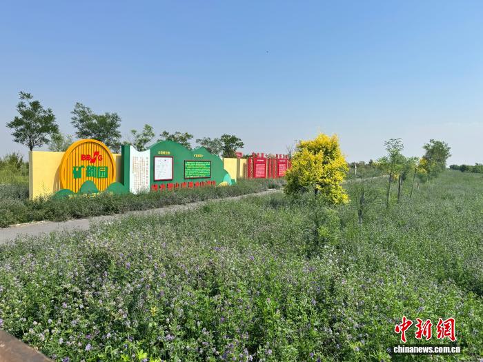 谁说矿山只有灰？河北赞皇藏着一座开满紫色花海的“矿山公园”