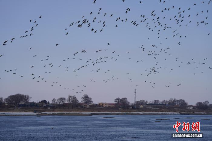 吉林蛟河迎万余只过境大雁 鸟类