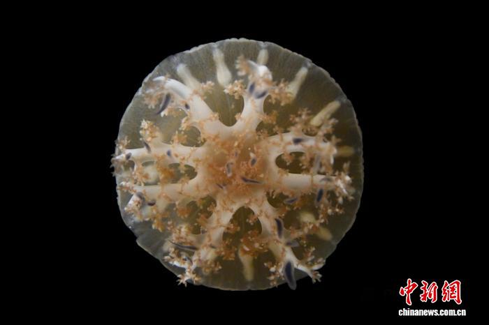 水母和海葵如何睡眠？最新研究称其模式与人类有明显相似性