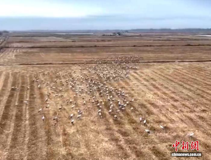 新疆墨玉县珍稀鸟类共舞成冬日风景