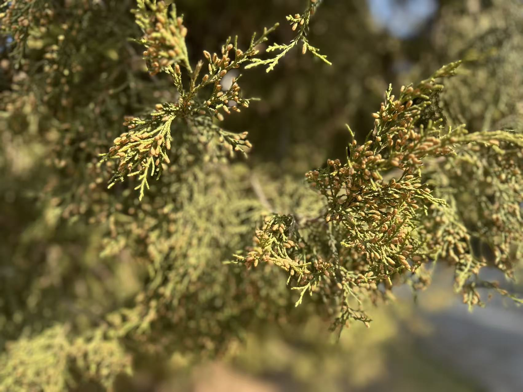 北京将迎柏科花粉浓度高峰 今年“治粉”有哪些新招
