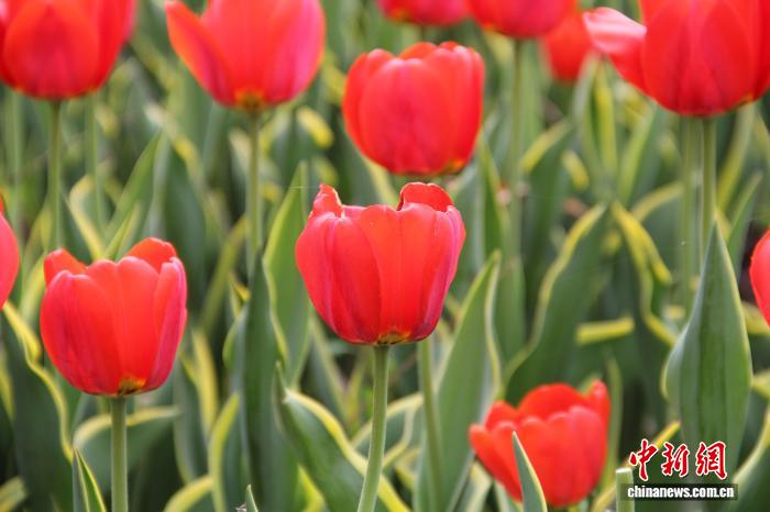 35个品种、300余万株 新疆五家渠市郁金香文化旅游节将举办