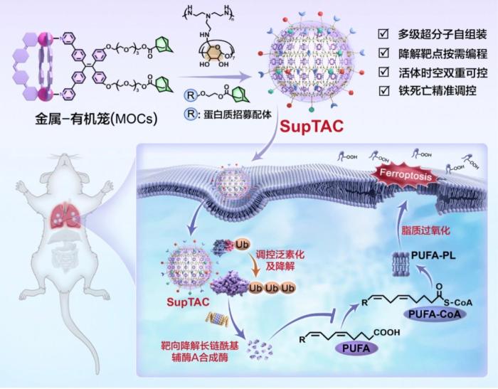 如何精准清除“致病蛋白”？中国科学家创新研发开辟新路径