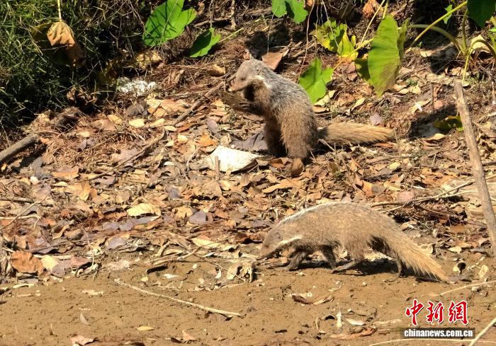福建永安一水库上演“獴”兽吃播：摔砸河蚌，尾抖斜阳